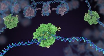 CRISPR