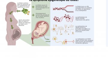 Le rôle de l’acide folique pendant la grossesse